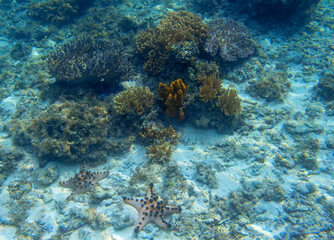 Naklejka na ściany i meble Underwater landscape with coral and starfish. Coral reef diversity undersea photo. Bright yellow coral formation