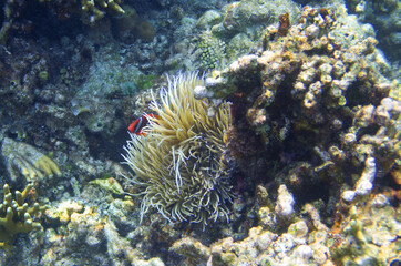 Naklejka na ściany i meble Little clownfish in actinia. Coral reef underwater photo. Nemo fish in anemone. Tropical seashore snorkeling or diving