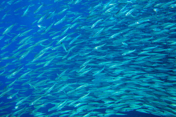 Small sardines colony in blue sea. Sea fish underwater photo. Pelagic fish colony carousel in seawater. Mackerel shoal