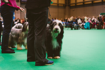 Pedigree Dog at Dog Show
