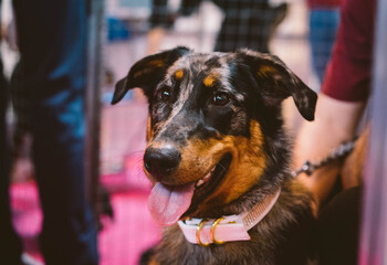 Beauceron at Dog Show
