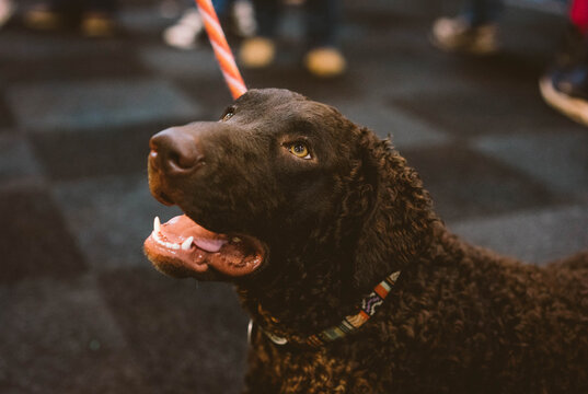 Curly-coated Retriever at Dog Show
