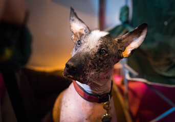 Xoloitzcuintle or Mexican Hairless Dog at Dog Show
