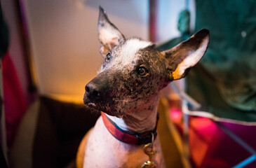 Xoloitzcuintle or Mexican Hairless Dog at Dog Show
