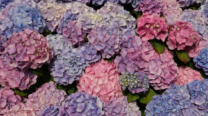 Hortensia fotografiada en Cantabria.