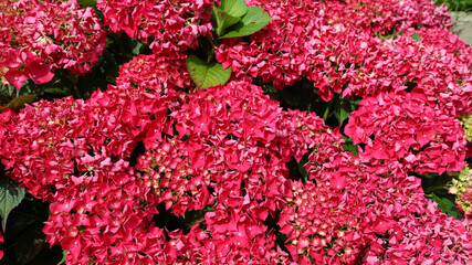 Hortensia fotografiada en Cantabria.
