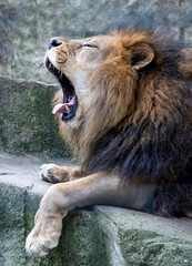 Yawning lion  relaxes on a stone ledge