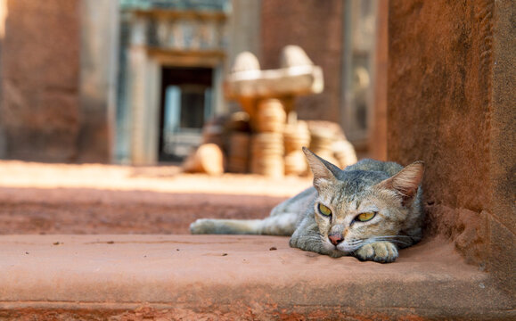 Grey Cat On Ancient Stone Of Angkor Wat, Cambodia. No Tourist During Travel Ban And Quarantine