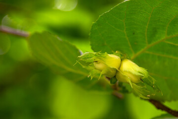 green hazelnuts on a branch close in defocus