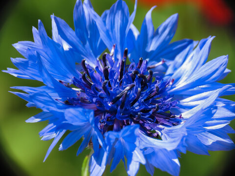 Bluecorn flower