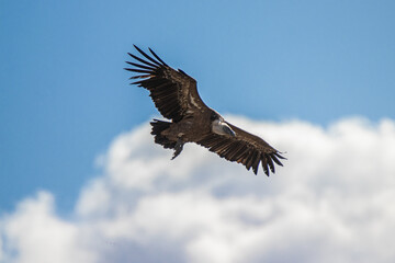 Fototapeta na wymiar Buitre cielo limpio natural vuelo aves naturaleza aire animal