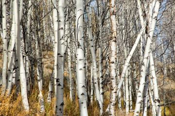 A grove of aspen trees along a trail a short distance from Red Fish Lake, Idaho