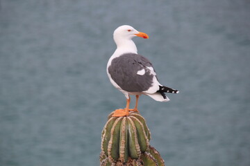 Bird stand up, Baja California, Mexico
