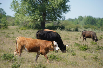 Naklejka na ściany i meble Cattle cows and calves graze in the grass. Cattle breeding free range. Europe Hungary