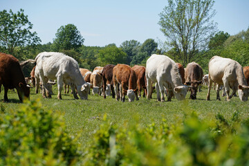 Obraz premium Cattle cows and calves graze in the grass. Cattle breeding free range. Europe Hungary
