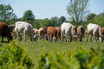 Cattle cows and calves graze in the grass. Cattle breeding free range. Europe Hungary