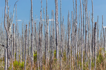 Forest of dead melaleuca trees