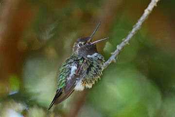Anna's hummingbird with Bill Wide Open