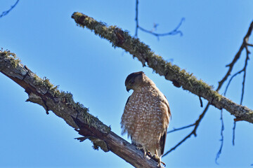 Cooper's Hawk, Juvenile