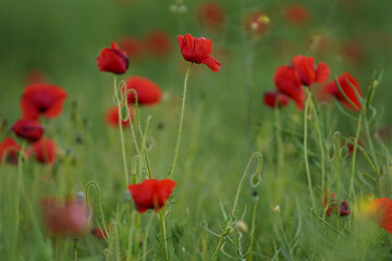 Fototapeta na wymiar Beautiful big red poppy flowers in afternoon sunlight. close up photographed. Soft focus blurred background. Europe Hungary