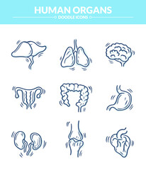 Human Organs Doodle Illustration and icon, Trendy and lovely hand drawn style isolated on white background 