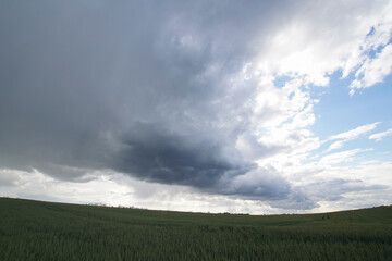 Stormy summer day over barley or wheat field. The cloud is dark gray over the farmland.
