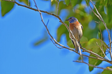 An Eastern Bluebird aka Sialia sialis