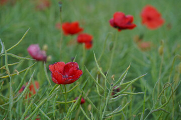 Red poppy flowers in a rapeseed plantation. Rapeseed crop before harvest. Soft focus blurred background. Europe Hungary