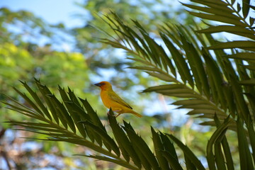 bird on the tree