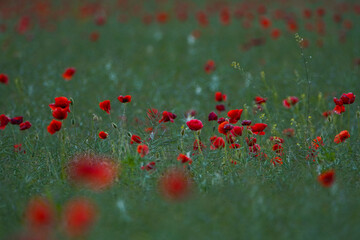 Obraz na płótnie Canvas Red poppy flowers in a rapeseed plantation. Rapeseed crop before harvest. Soft focus blurred background. Europe Hungary
