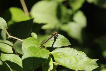Brown Damsel Fly
