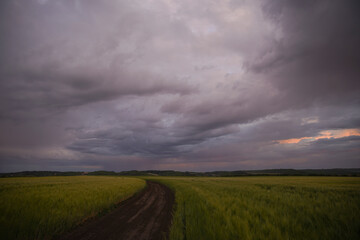 Fototapeta na wymiar Wheat or barley field under storm cloud. At sunset, the clouds are orange, purple and navy blue. Beautiful landscape.