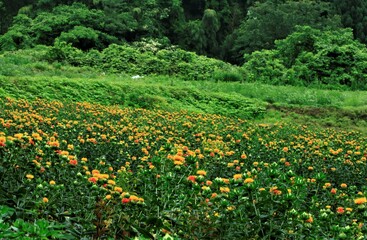 山村の紅花　