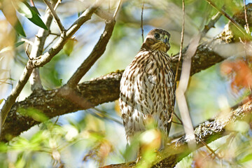Cooper's Hawk, Juvenile