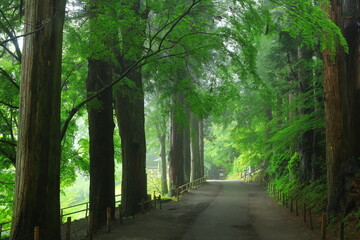 Fototapeta premium 世界遺産 新緑の中尊寺