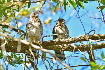 Cooper's Hawk, Juvenile