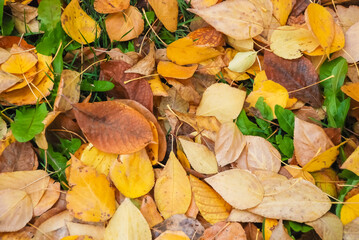 Background of colorful autumn leaves fallen on the forest ground