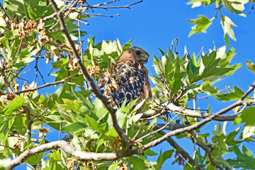Cooper's Hawk, Juvenile