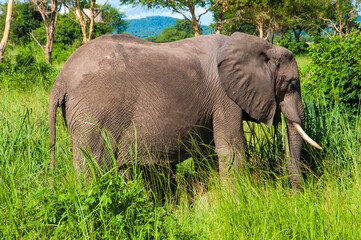 Closeup of An Elephant grazing in Mikumi National Park