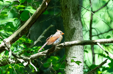 Dirty Bird