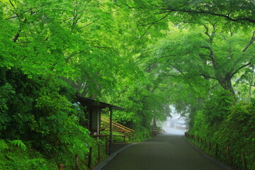 Obraz premium 世界遺産 新緑の中尊寺