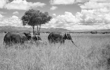 A herd of Elephants grazing in Mikumi National Park