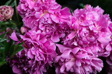 Beautiful summer garden flowers close-up.