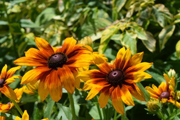 Two sunflowers bathed in light