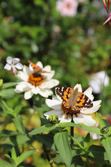 butterfly vanessa cardui sits on a Coreopsis Starlight flower on a sunny day