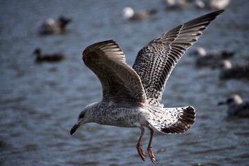 Mewa w locie © Eva Biedrzycka