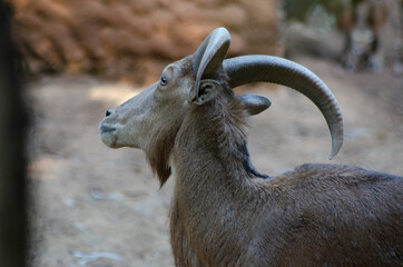 Beautiful animals photographed in a zoo in Brazil with natural light.