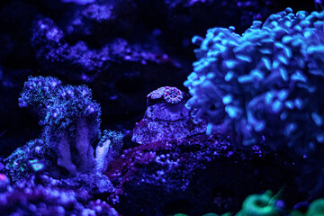 Pez submarino pecera maritima natural salado coral