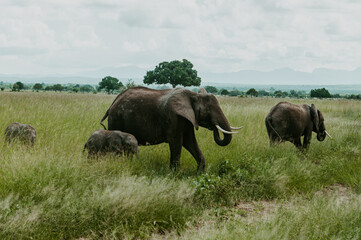 Fototapeta na wymiar Closeup of A herd of Elephants grazing in Mikumi National Park