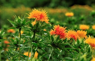 半夏生の紅花　